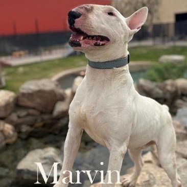 Enlarge Marvin, a Adoptable Bull Terrier in Palm Desert, CA image 1/1