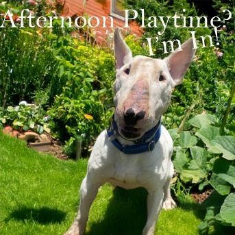 Marvin, Adoptable, Adult Male Bull Terrier.