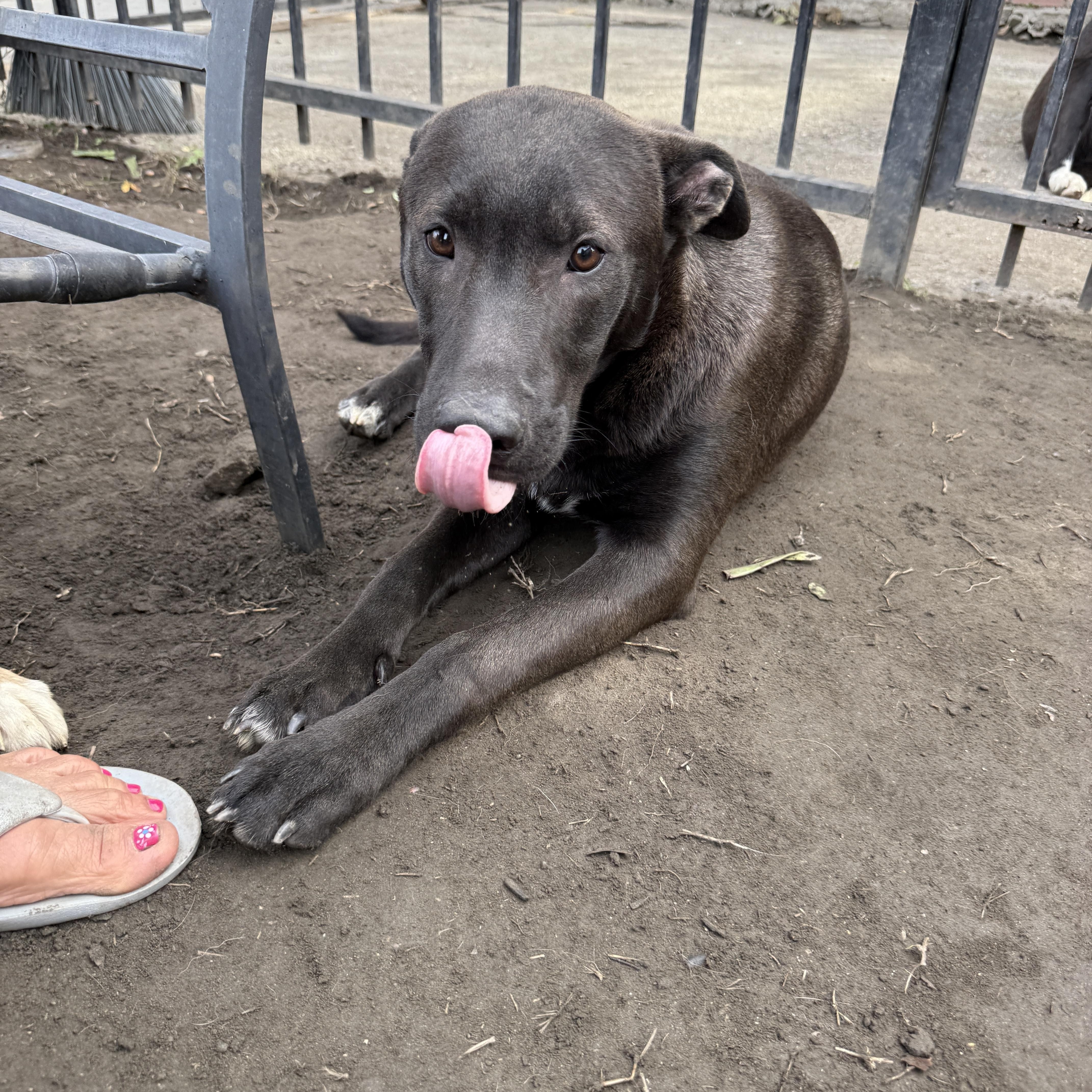 Enlarge Clifford, a Adoptable mixed breed in West Hollywood, CA image 2/4