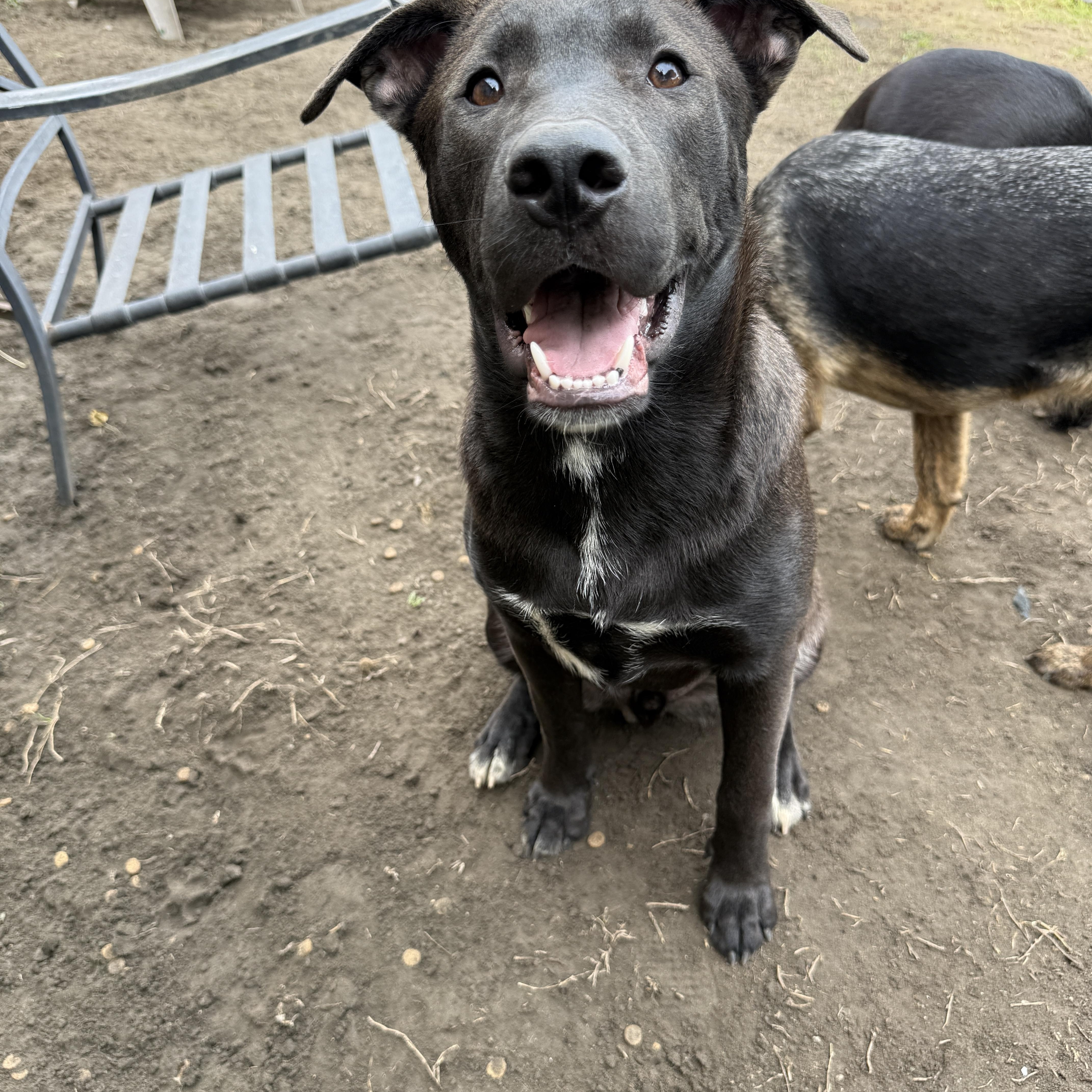 Enlarge Clifford, a Adoptable mixed breed in West Hollywood, CA image 3/4