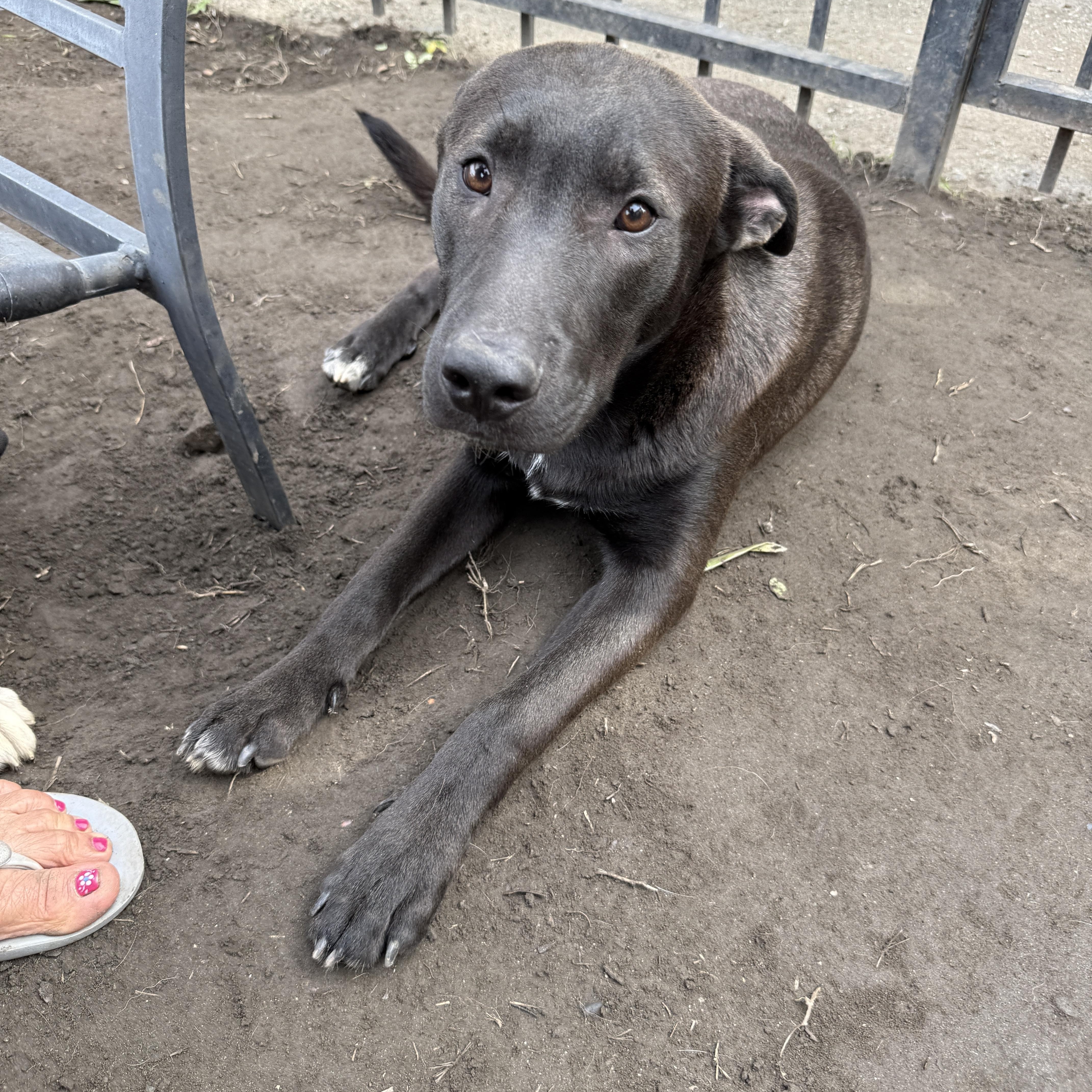Enlarge Clifford, a Adoptable mixed breed in West Hollywood, CA image 4/4