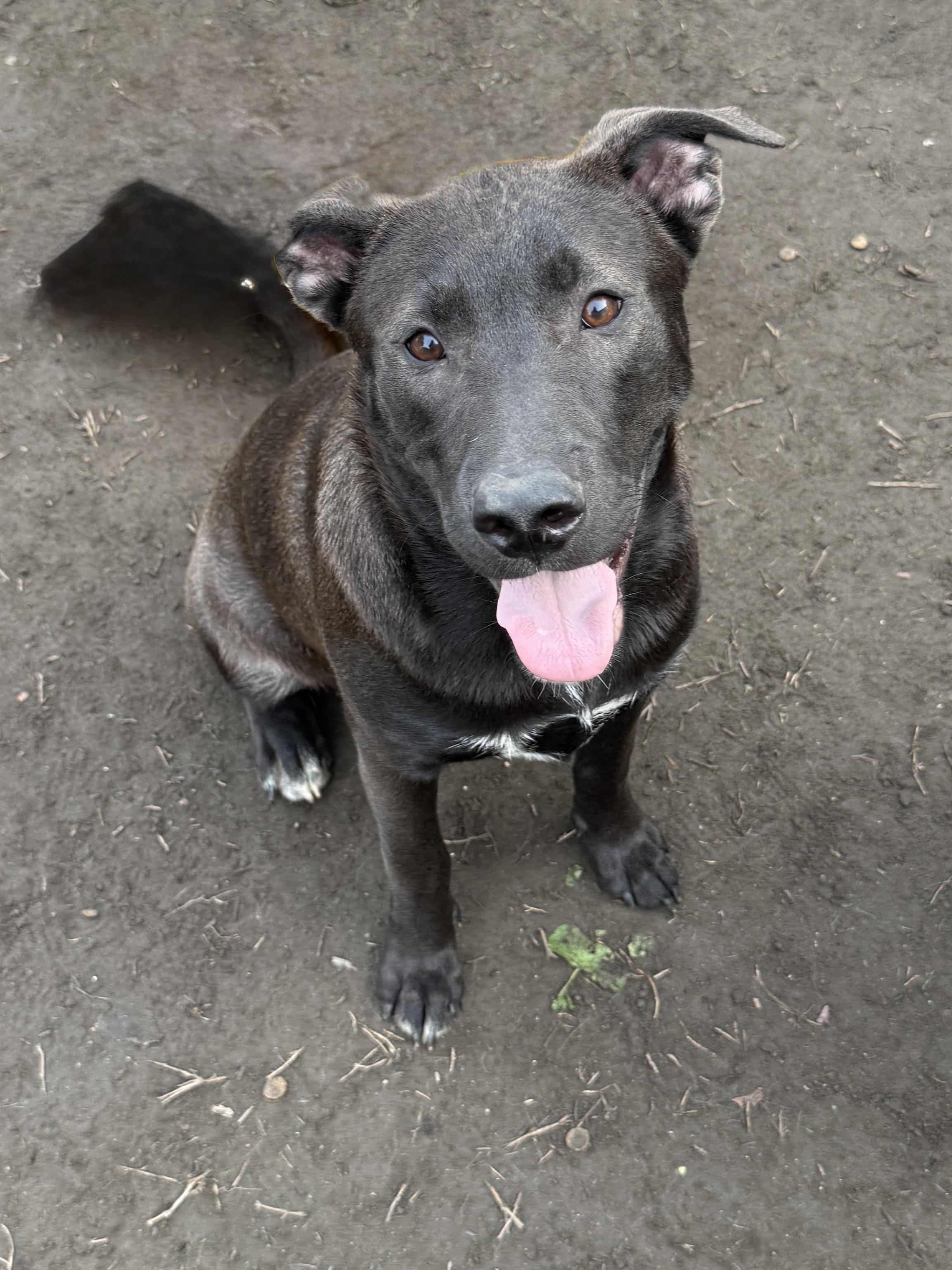 Enlarge Clifford, a Adoptable mixed breed in West Hollywood, CA image 1/4