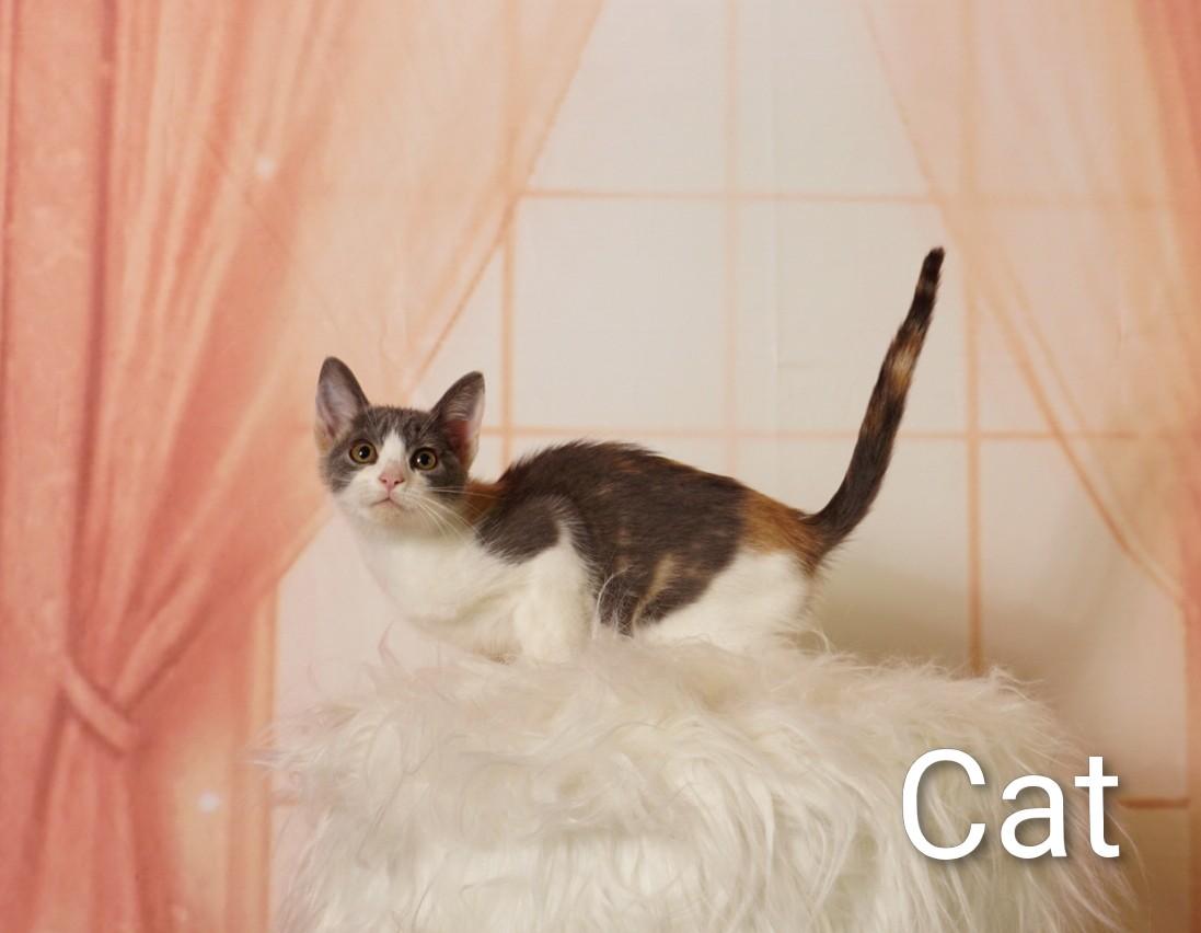 Cat, adoptable, Kitten Female Dilute Calico.