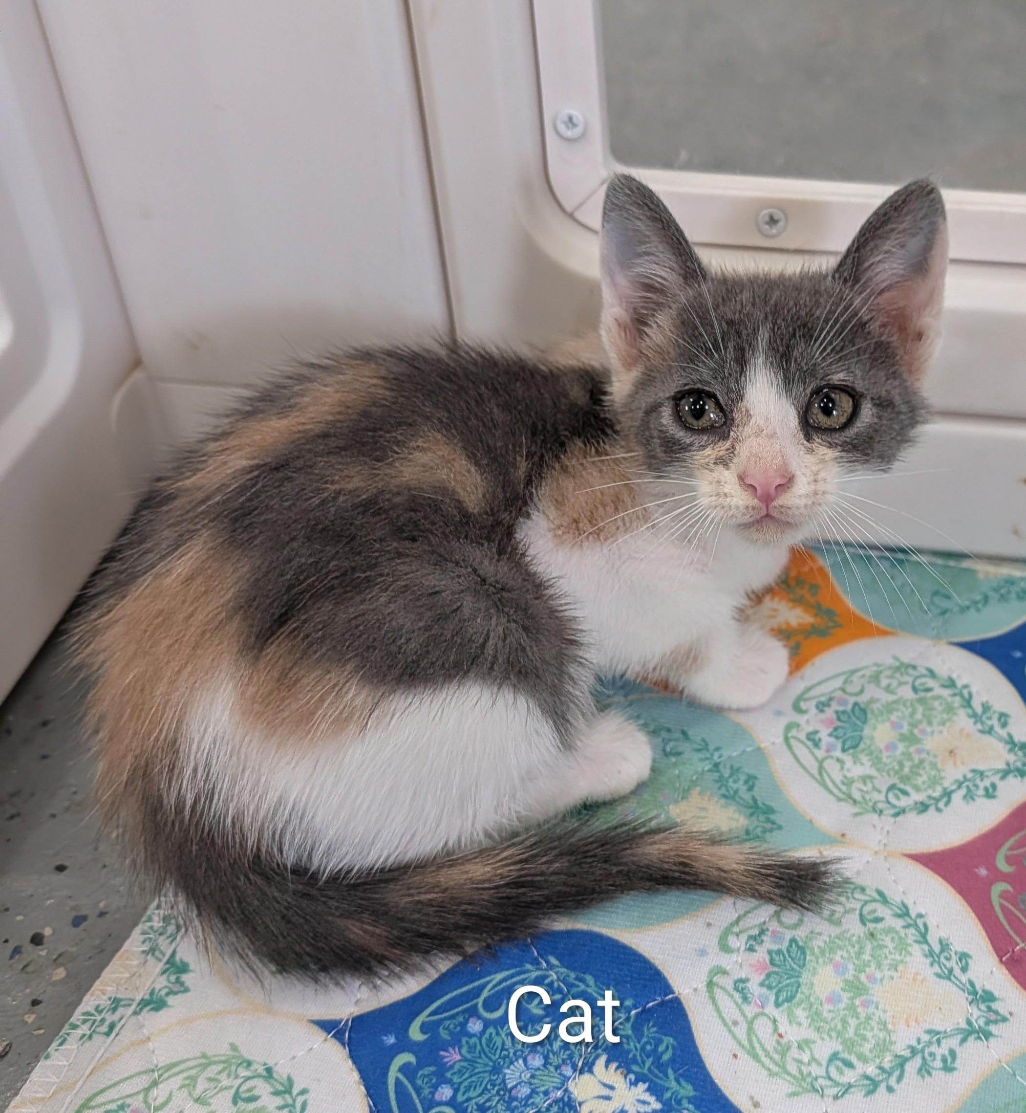 Cat, adoptable, Kitten Female Dilute Calico.
