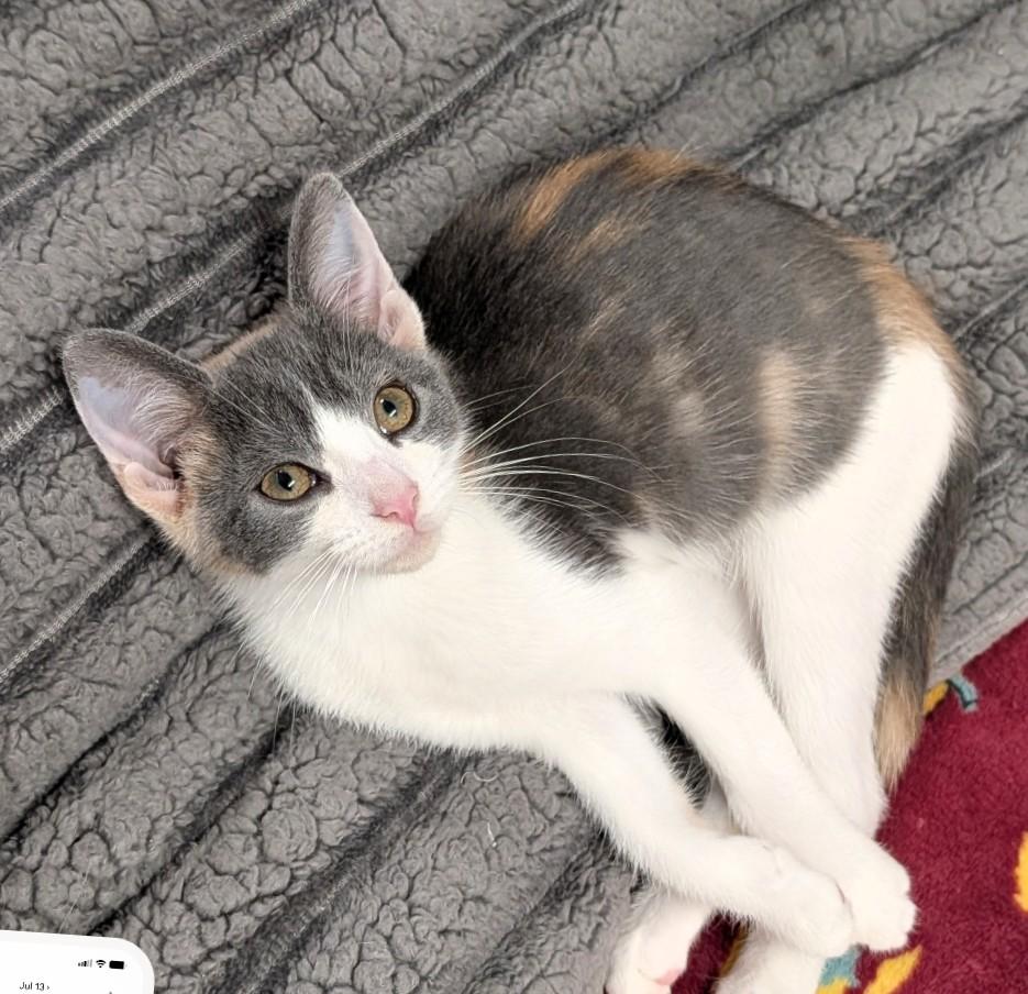 Cat, an adoptable Dilute Calico in Waterloo, IA image 2/4
