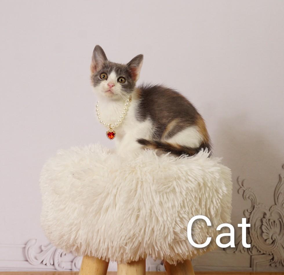 Cat, an adoptable Dilute Calico in Waterloo, IA image 3/4