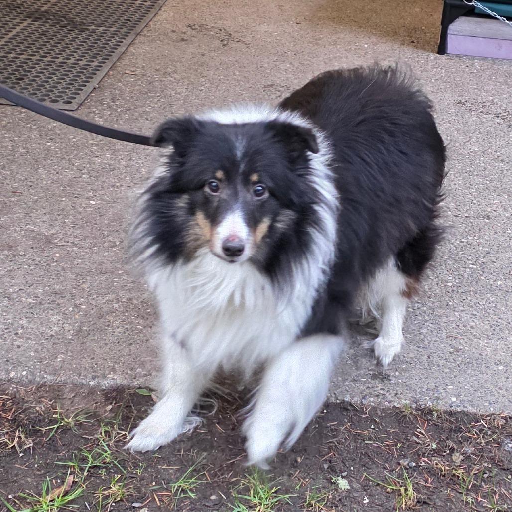 Enlarge MiraBelle, a Adoptable Shetland Sheepdog / Sheltie in Port Townsend, WA image 1/3