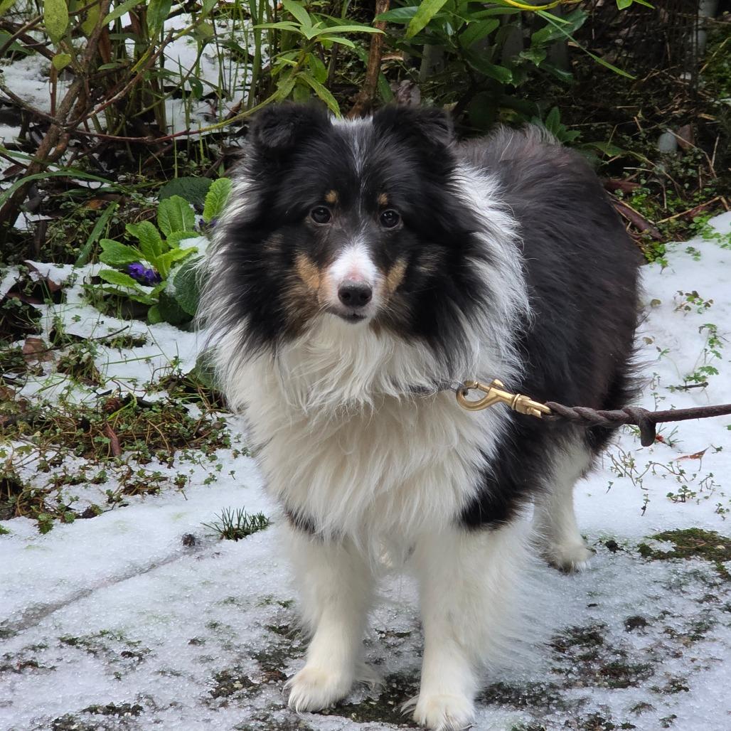 Enlarge MiraBelle, a Adoptable Shetland Sheepdog / Sheltie in Port Townsend, WA image 2/3