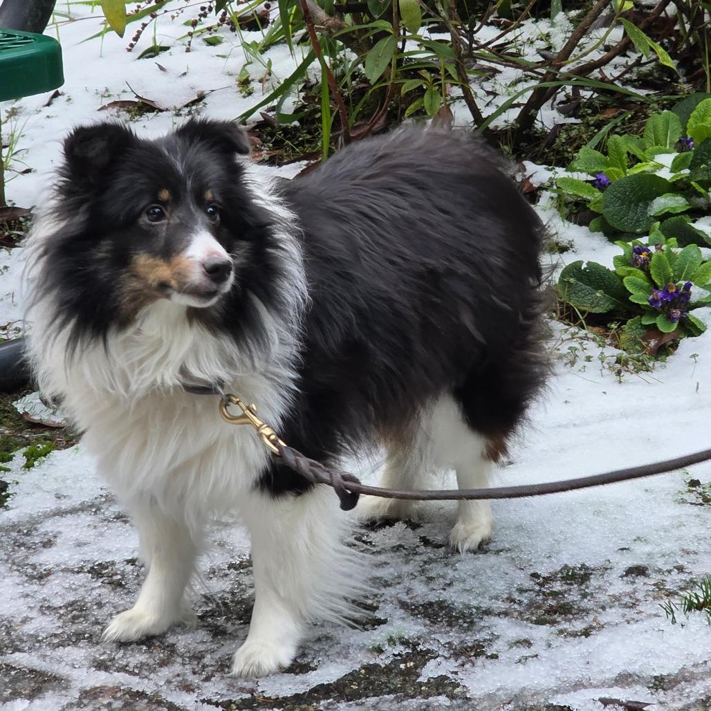 Enlarge MiraBelle, a Adoptable Shetland Sheepdog / Sheltie in Port Townsend, WA image 3/3