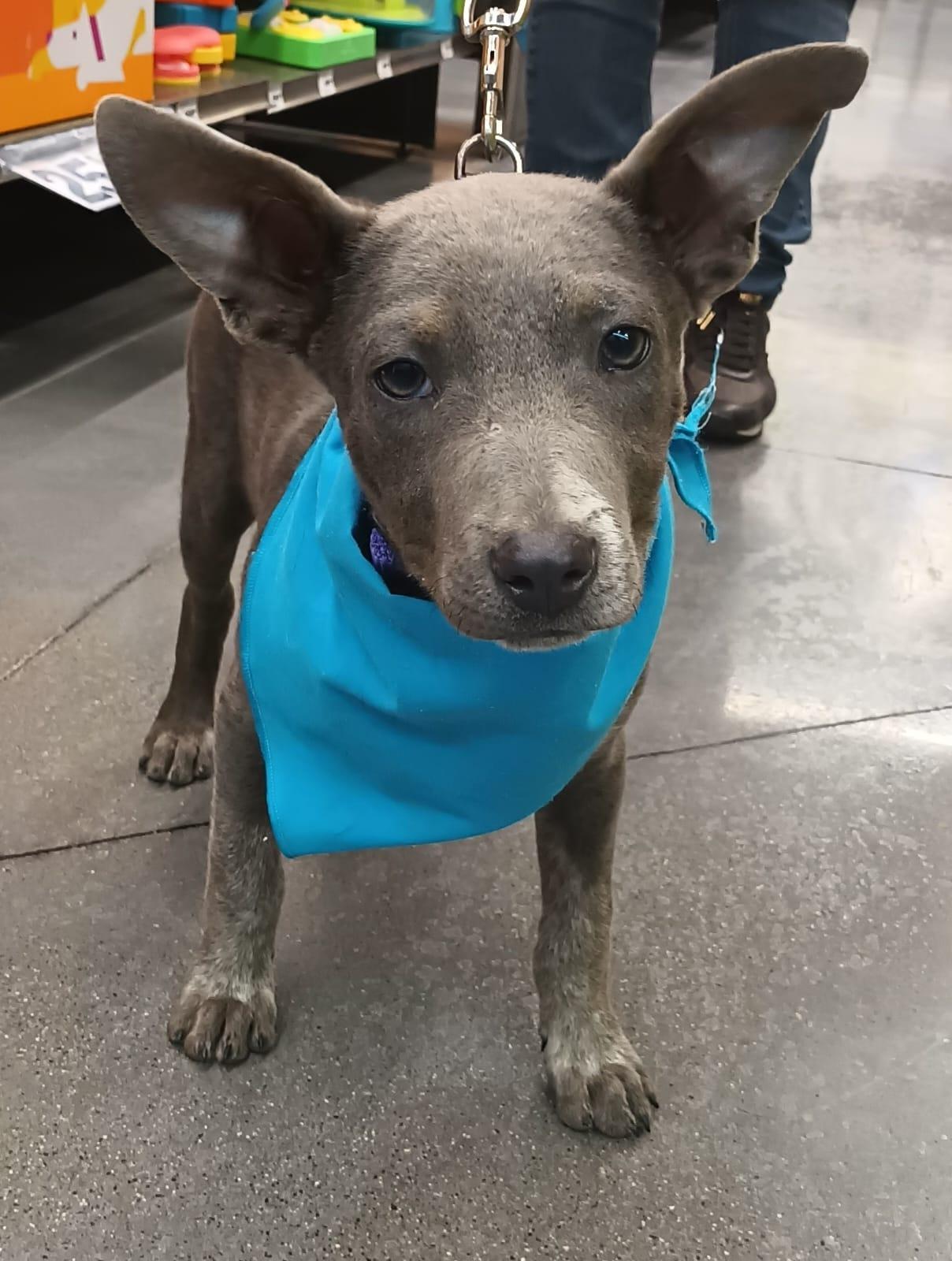 Napoleon, a ADOPTABLE American Staffordshire Terrier in San Diego, CA image 4/4