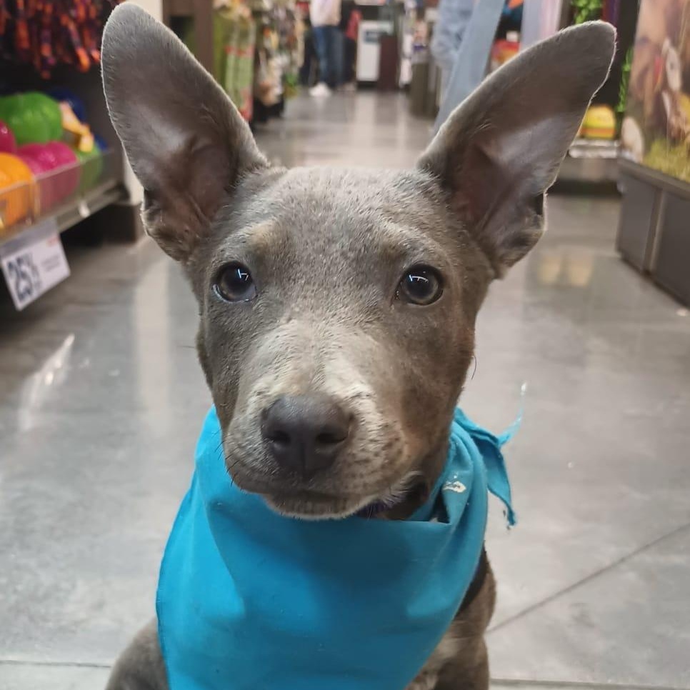 Napoleon, a ADOPTABLE American Staffordshire Terrier in San Diego, CA image 1/4