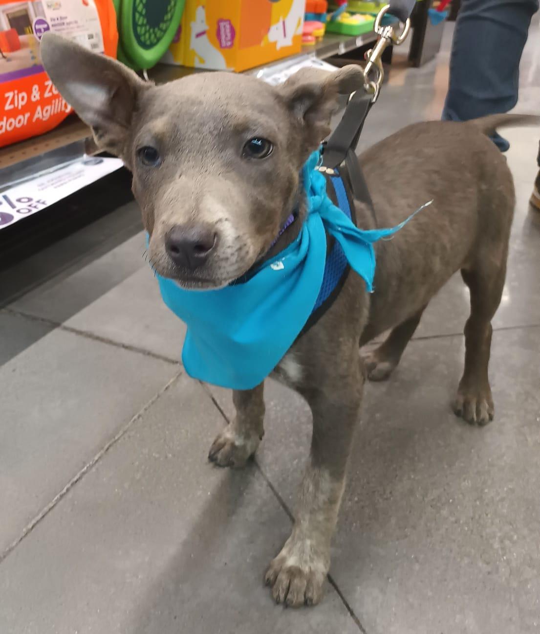 Napoleon, a ADOPTABLE American Staffordshire Terrier in San Diego, CA image 2/4