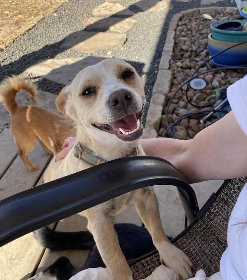 Jimmy, Adoptable, Young Male Chihuahua.
