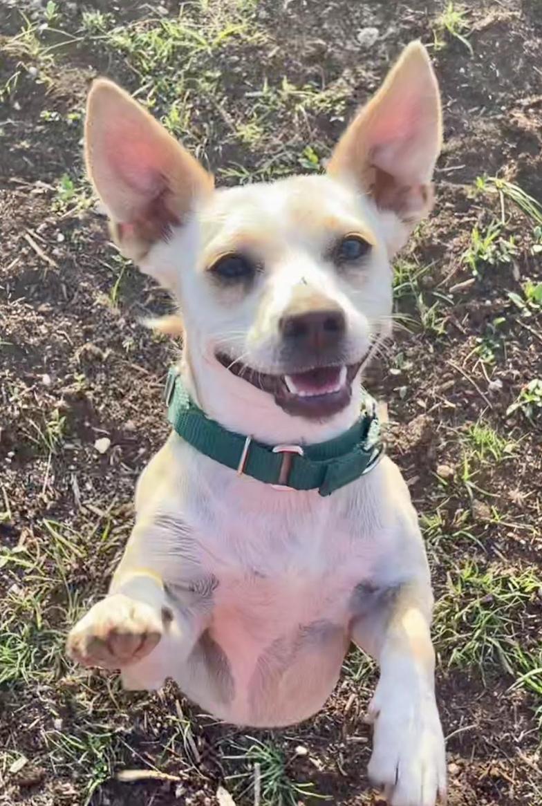 Enlarge Jimmy, a Adoptable mixed breed in Pflugerville, TX image 2/3