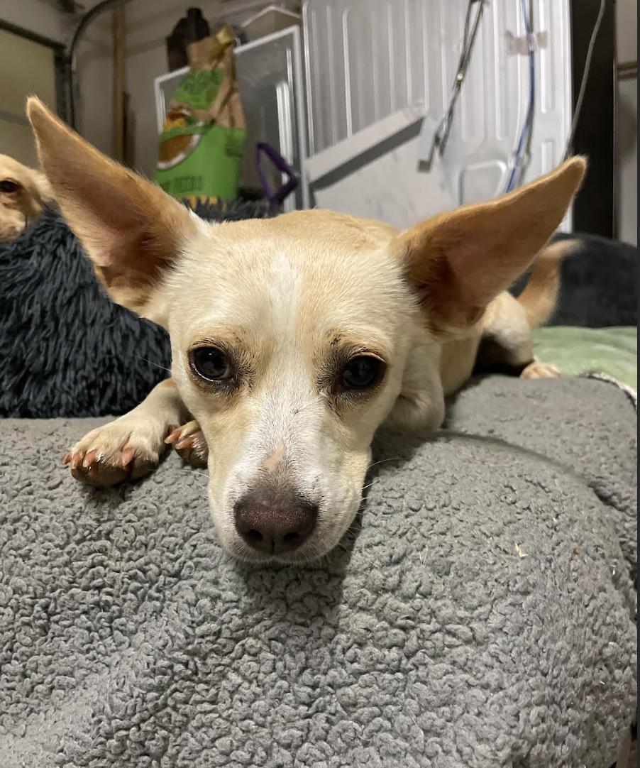 Enlarge Jimmy, a Adoptable mixed breed in Pflugerville, TX image 3/3