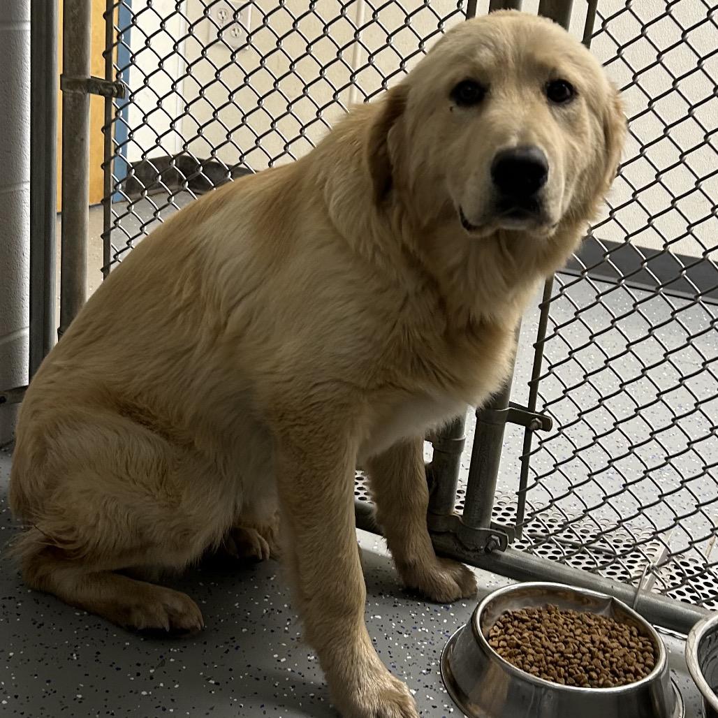Courage, Adoptable, Adult Male Mixed Breed.