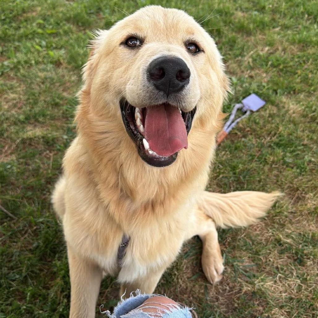 Enlarge Courage, a Adoptable Mixed Breed in Danville, KY image 2/2