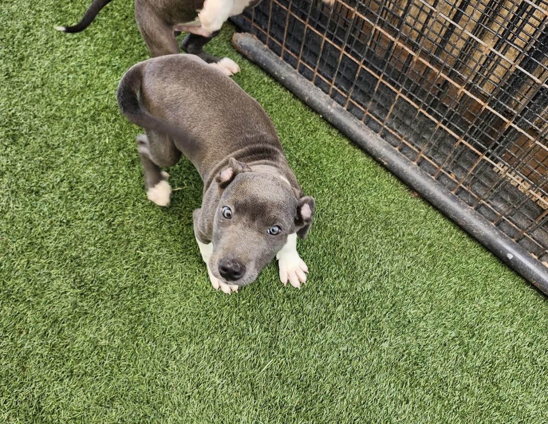 Enlarge Izzy, a Adopted Pit Bull Terrier in Hopkinsville, KY image 1/2