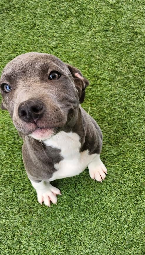 Enlarge Izzy, a Adopted Pit Bull Terrier in Hopkinsville, KY image 2/2