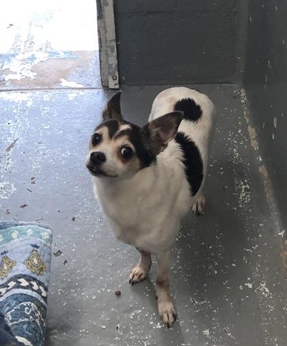 Toby - 1, Adoptable, Adult Male Chihuahua & Mixed Breed.