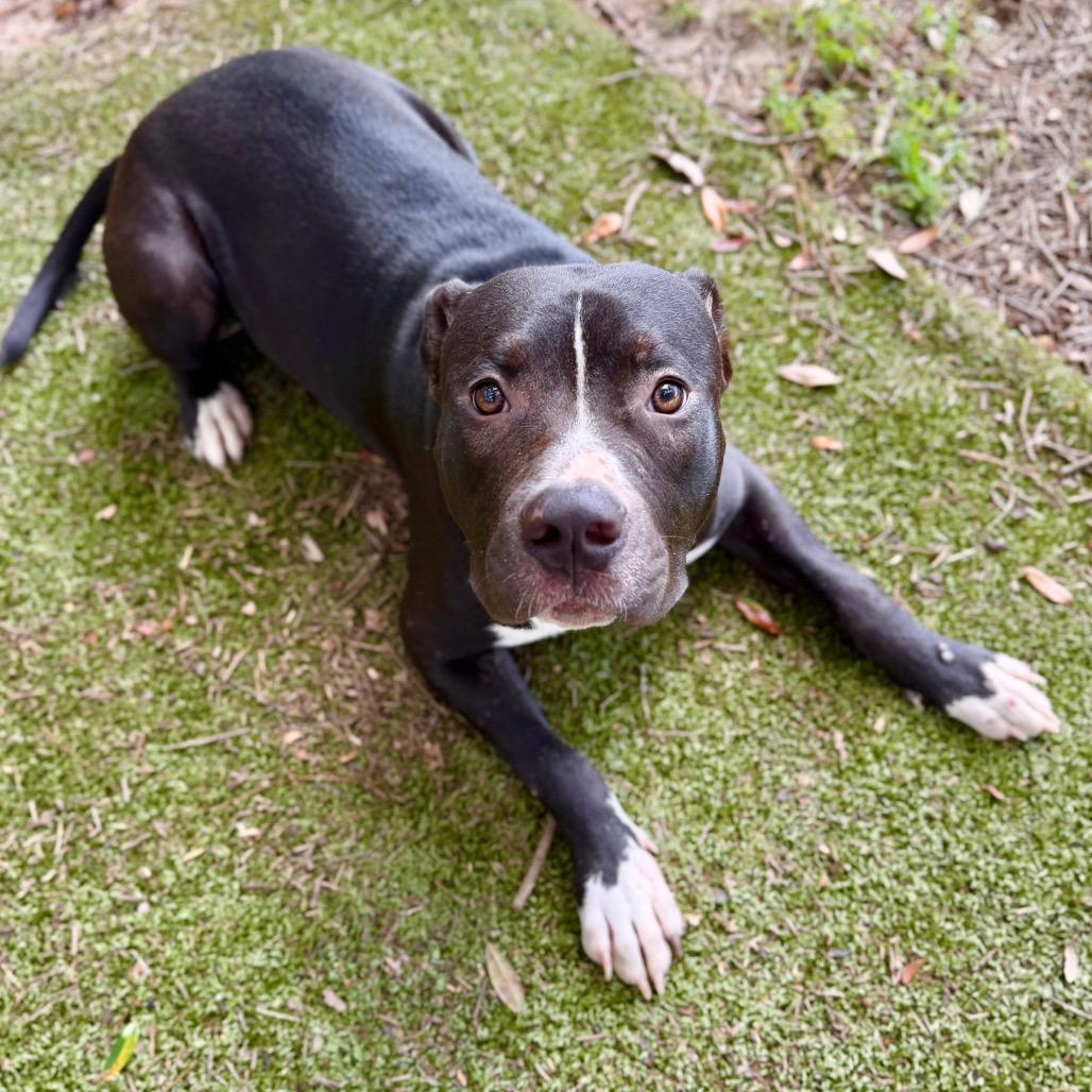 Arcee, Adoptable, Adult Female Mixed Breed.