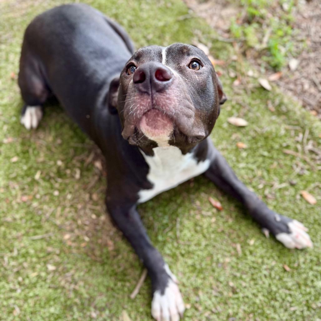 Enlarge Arcee, a Adoptable Mixed Breed in Milton, FL image 2/2