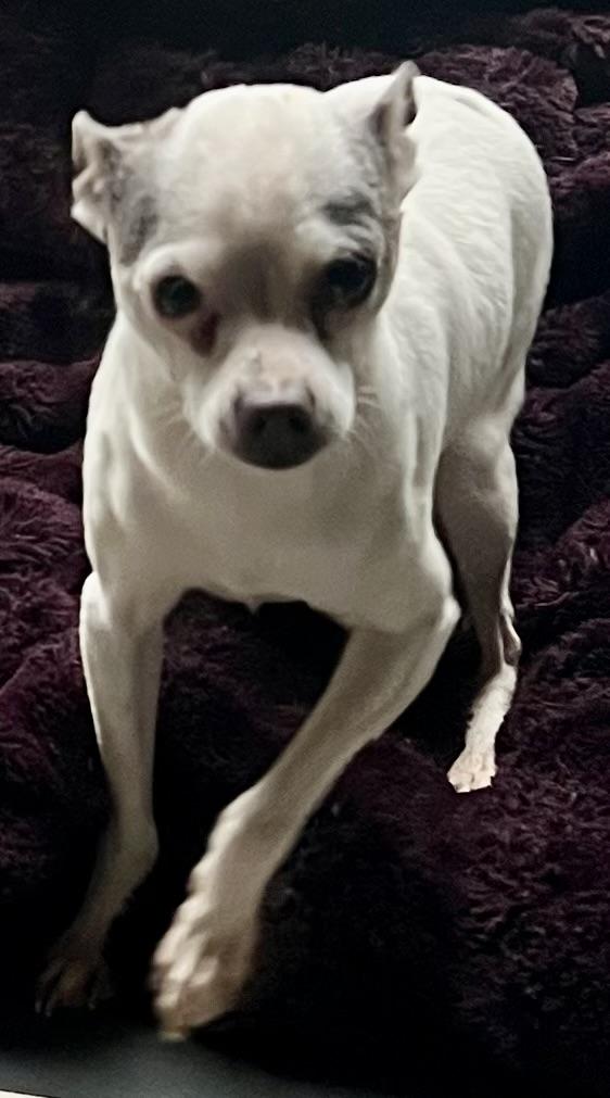 Tyler, Adoptable, Young Male Chihuahua.