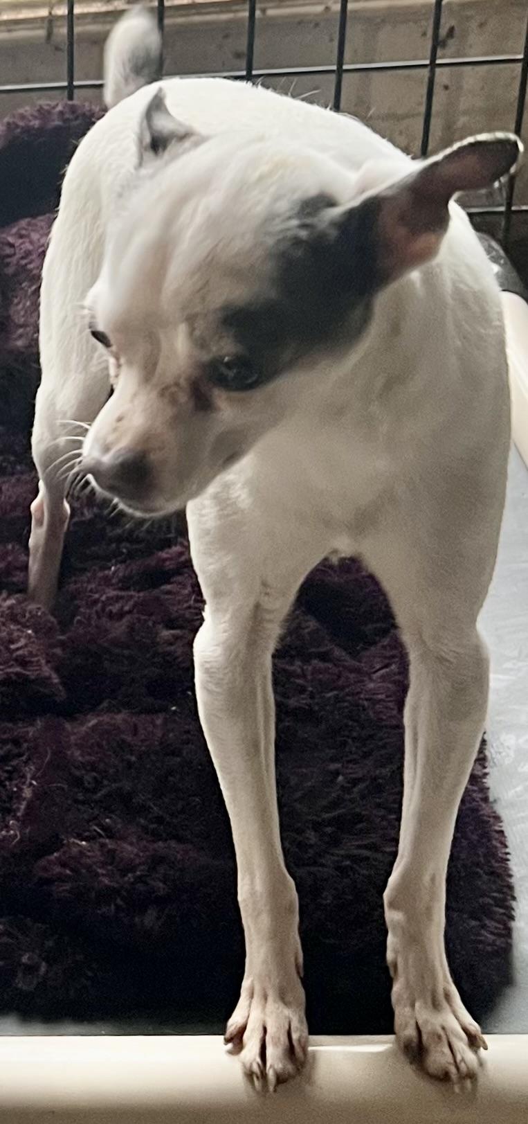 Tyler, a Adoptable Chihuahua in Anchorage, AK image 3/3