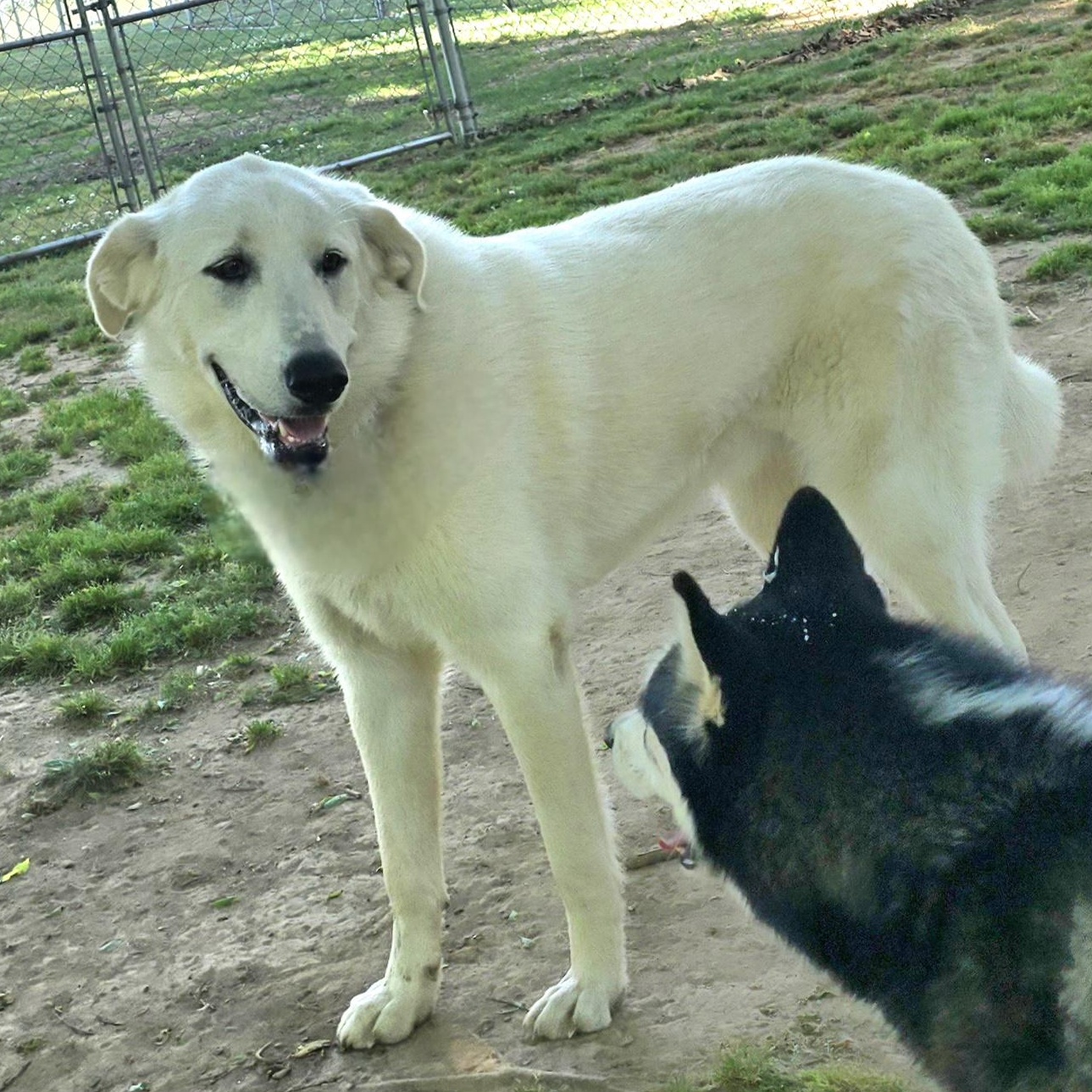 MABEL, a Adoptable mixed breed in Athens, AL image 2/5