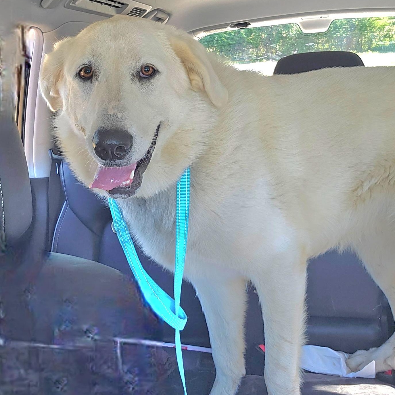 MABEL, a Adoptable mixed breed in Athens, AL image 1/5