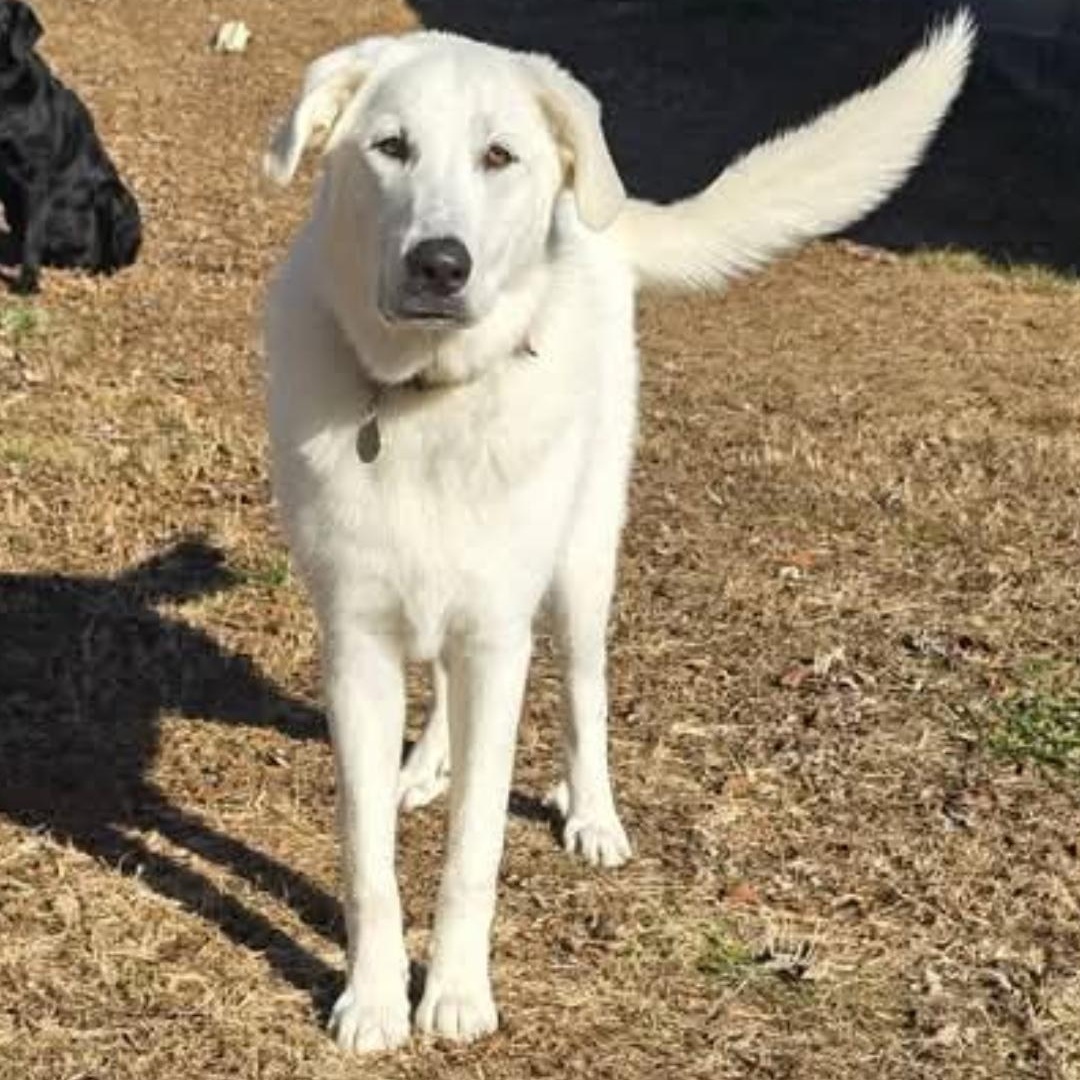 MABEL, a Adoptable mixed breed in Athens, AL image 3/5