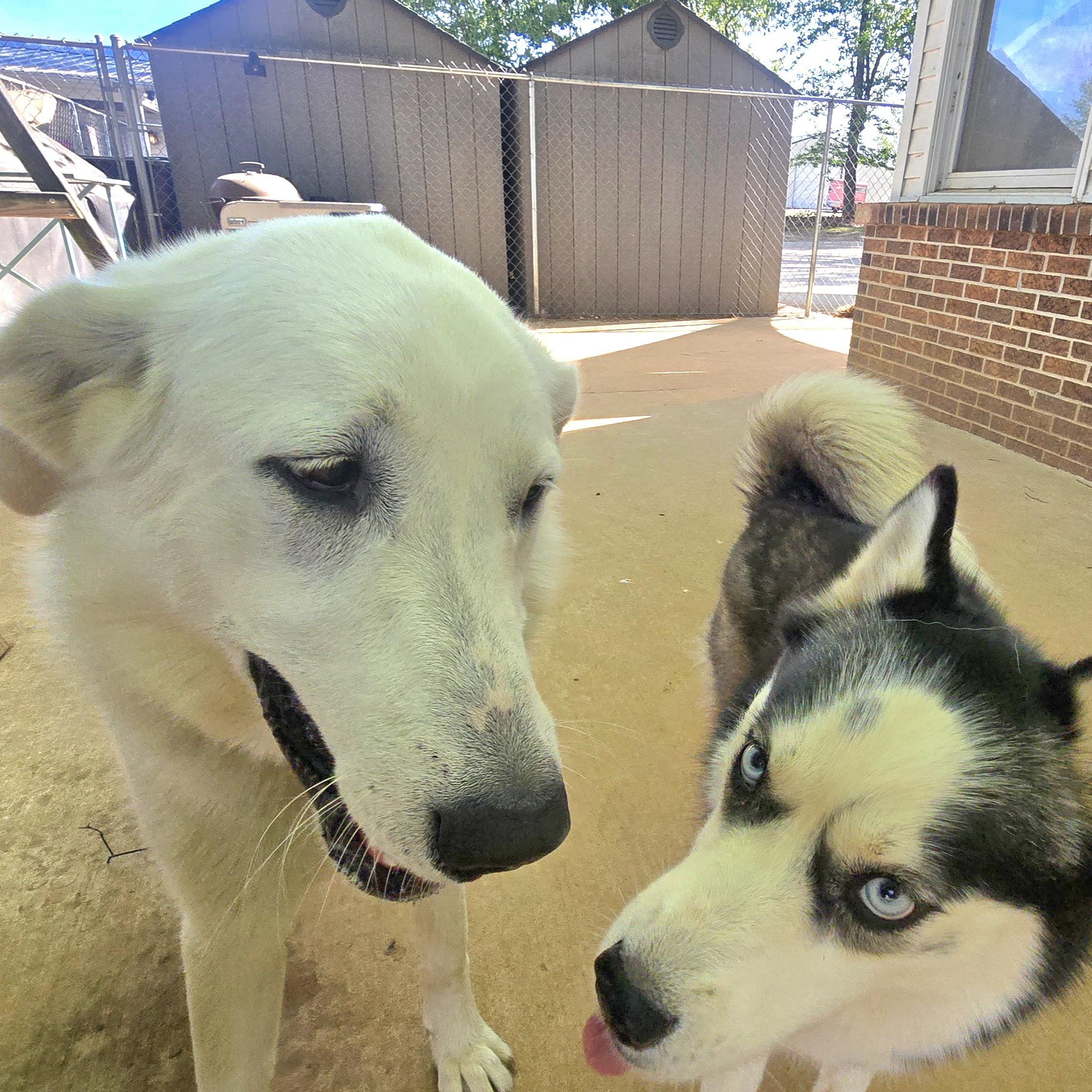 MABEL, a Adoptable mixed breed in Athens, AL image 4/5