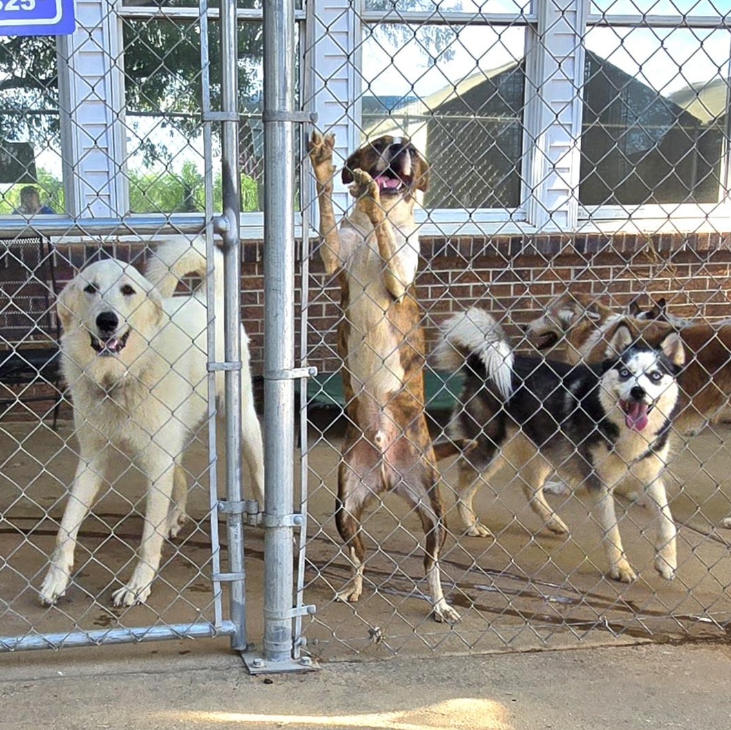 MABEL, a Adoptable mixed breed in Athens, AL image 5/5