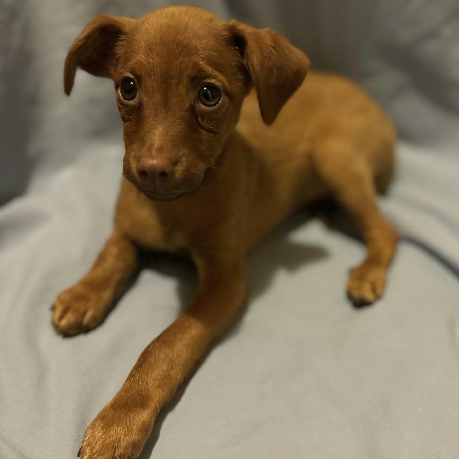 Enlarge David, a Adopted mixed breed in Fairmont, MN image 6/6