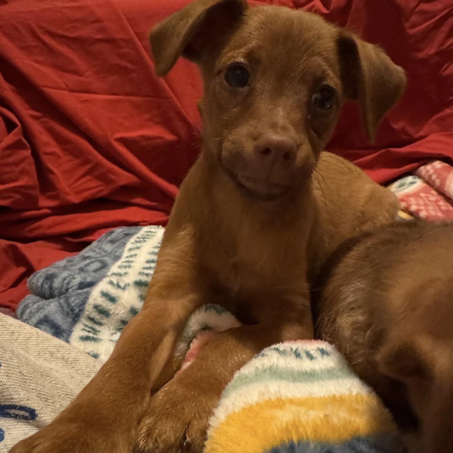 Enlarge David, a Adopted mixed breed in Fairmont, MN image 5/6