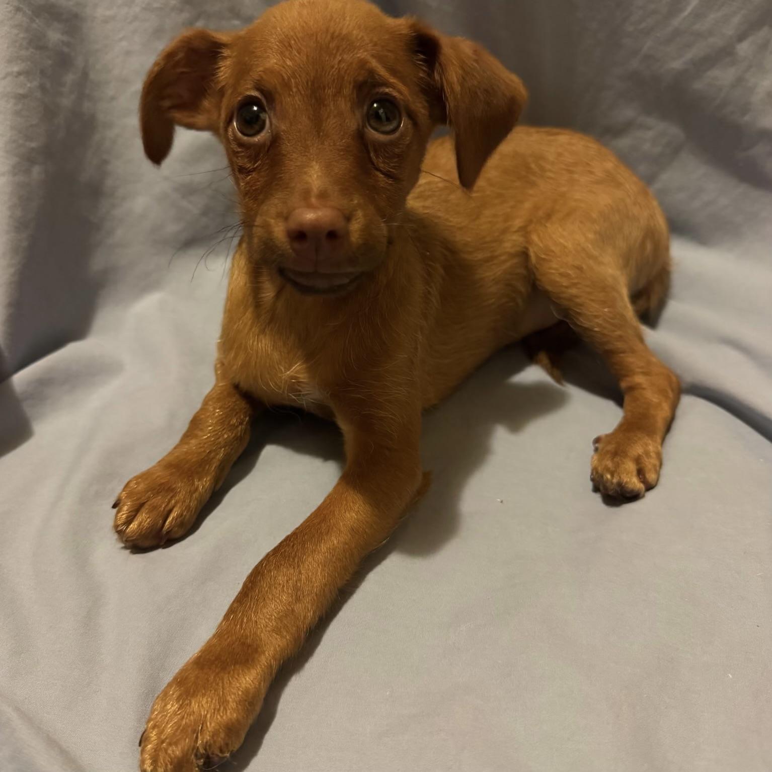 Enlarge David, a Adopted mixed breed in Fairmont, MN image 1/6