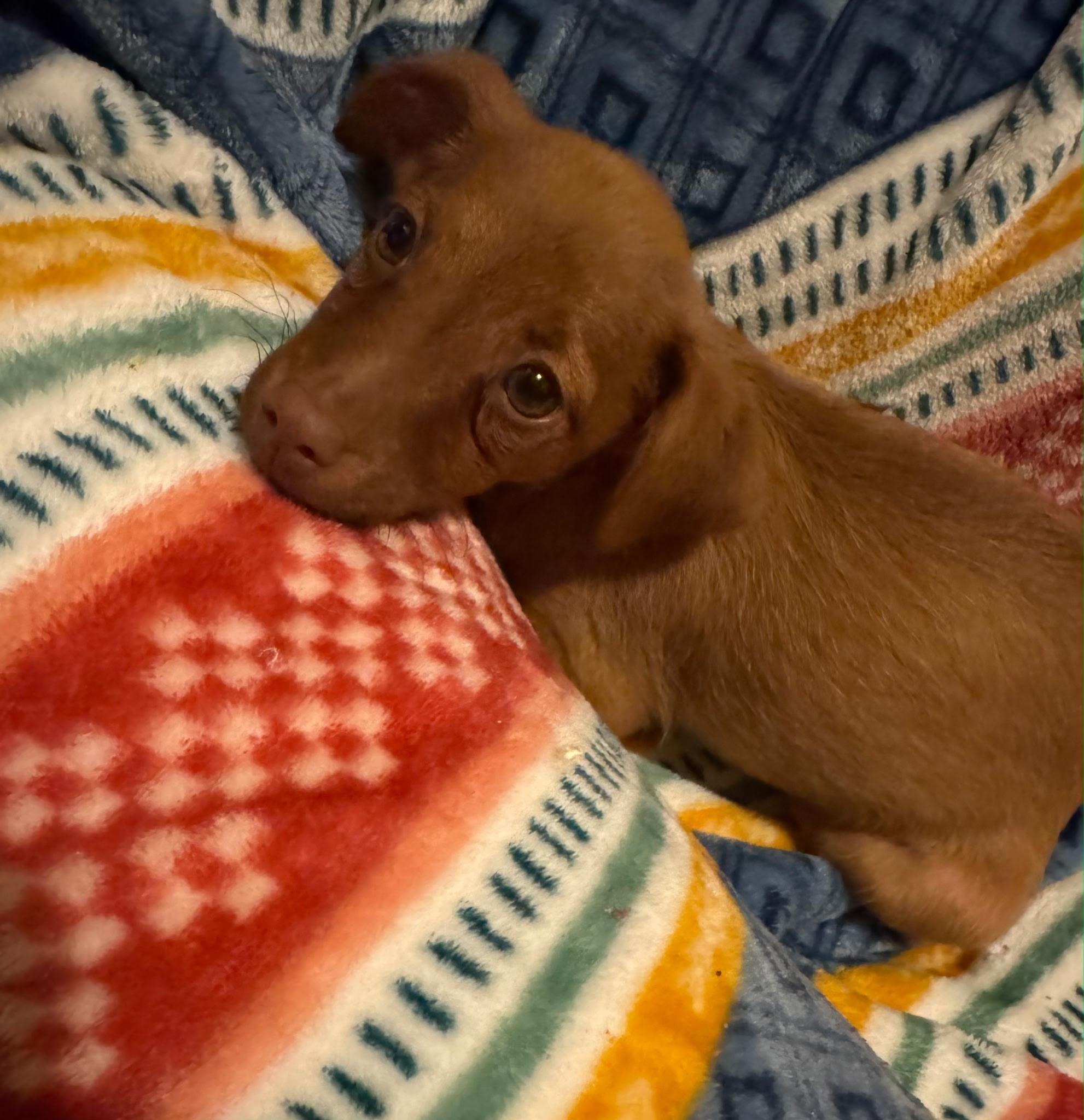 Enlarge David, a Adopted mixed breed in Fairmont, MN image 3/6
