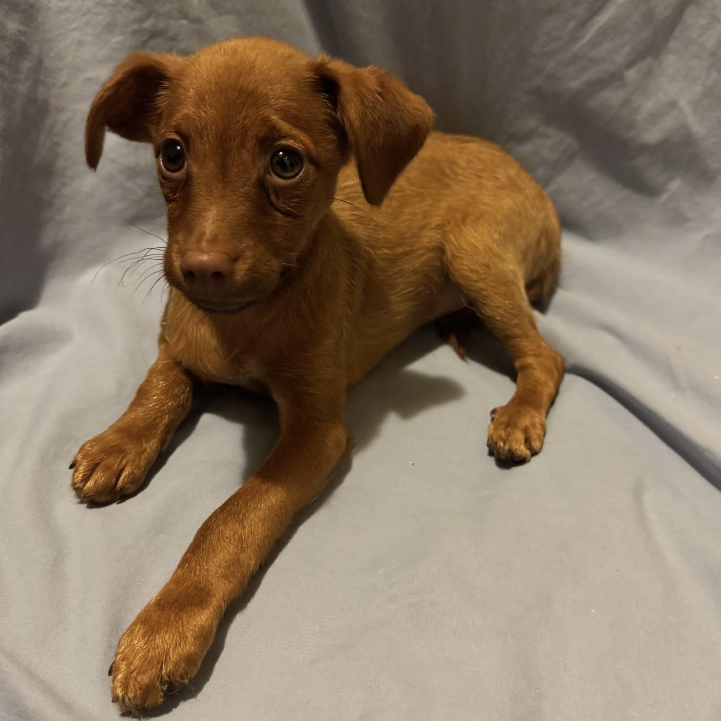 Enlarge David, a Adopted mixed breed in Fairmont, MN image 4/6