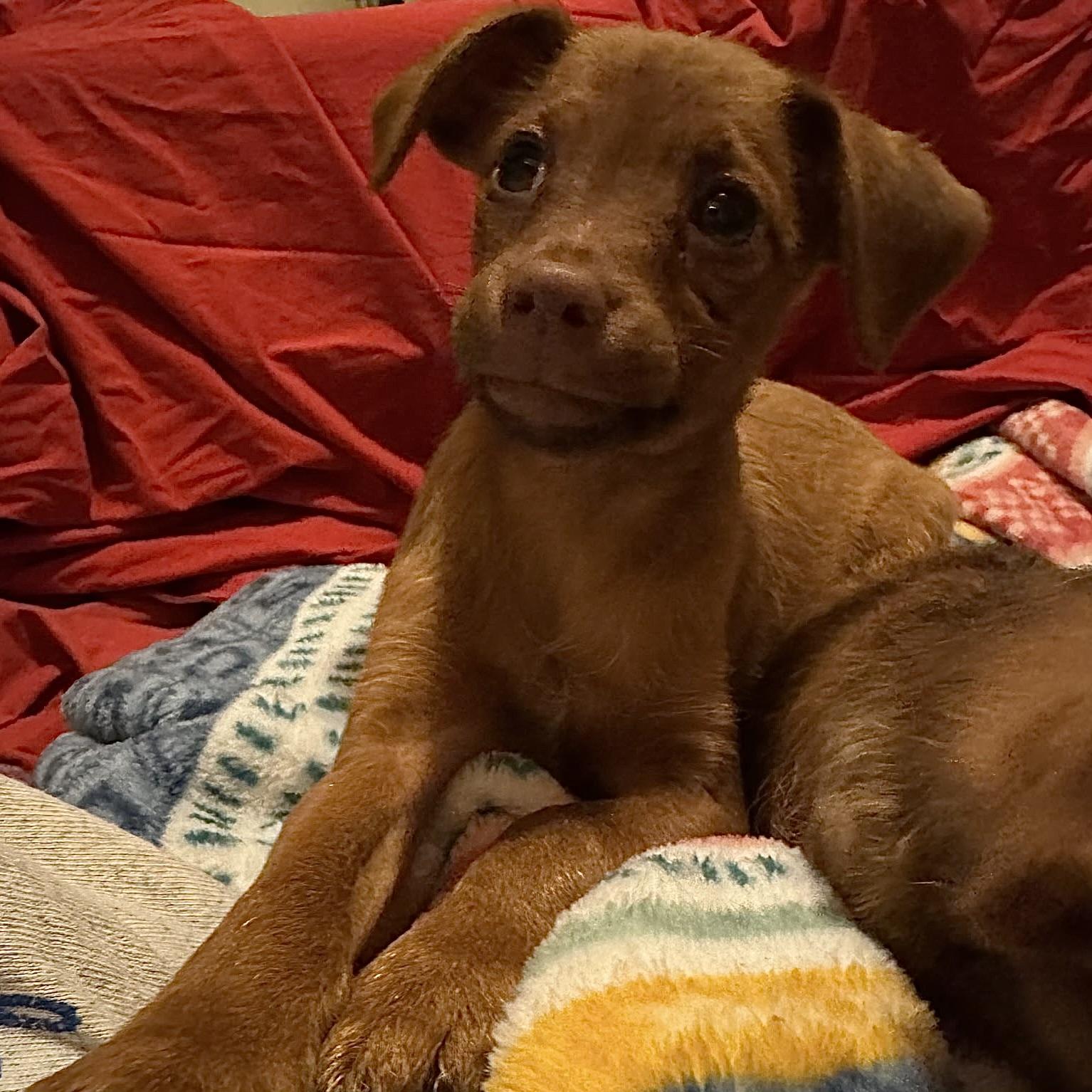 Enlarge David, a Adopted mixed breed in Fairmont, MN image 2/6