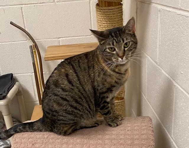 Enlarge Marnie, a Adoptable mixed breed in Huntsville, AL image 2/2