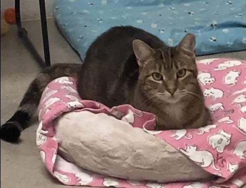 Marnie, Adoptable, Young Female Tabby.