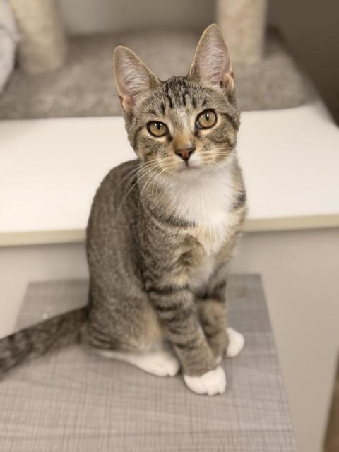 Pugsley, Adoptable, Kitten Male Domestic Short Hair.