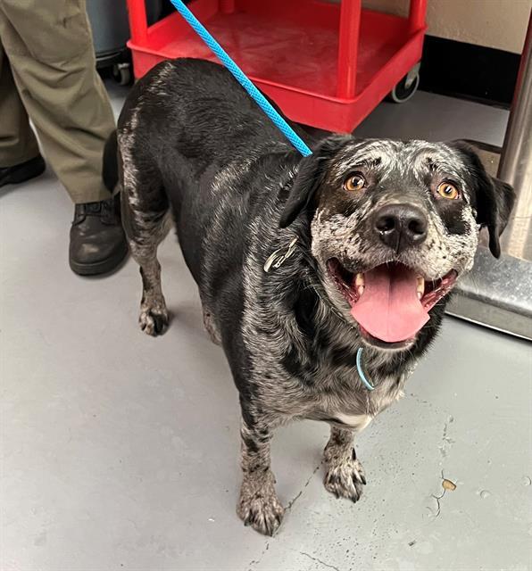 Enlarge Ella, a ADOPTABLE mixed breed in Phoenix, OR image 1/1