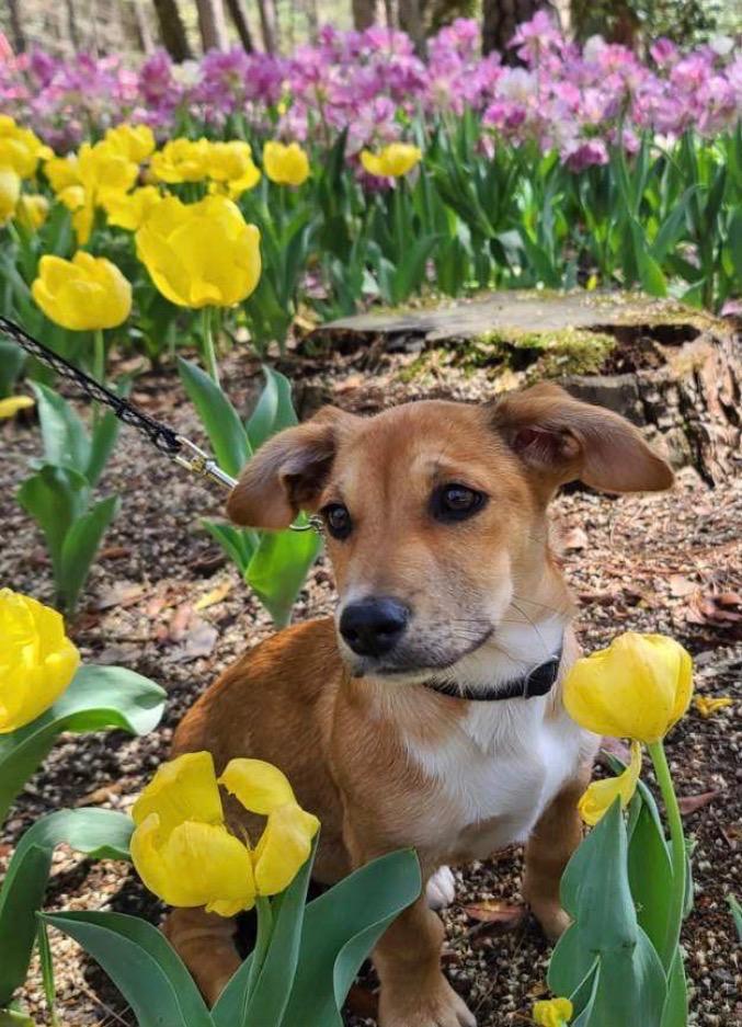 Kiki, Adoptable, Puppy Female Hound.