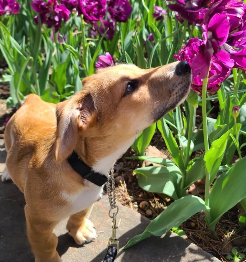 Enlarge Kiki, a Adoptable mixed breed in Hot Springs Village, AR image 2/6