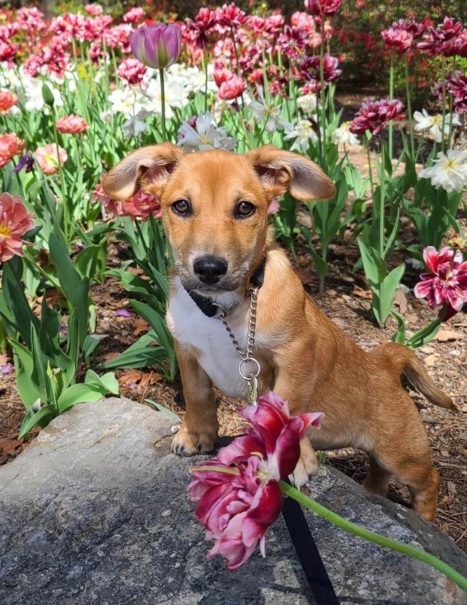 Enlarge Kiki, a Adoptable mixed breed in Hot Springs Village, AR image 3/6