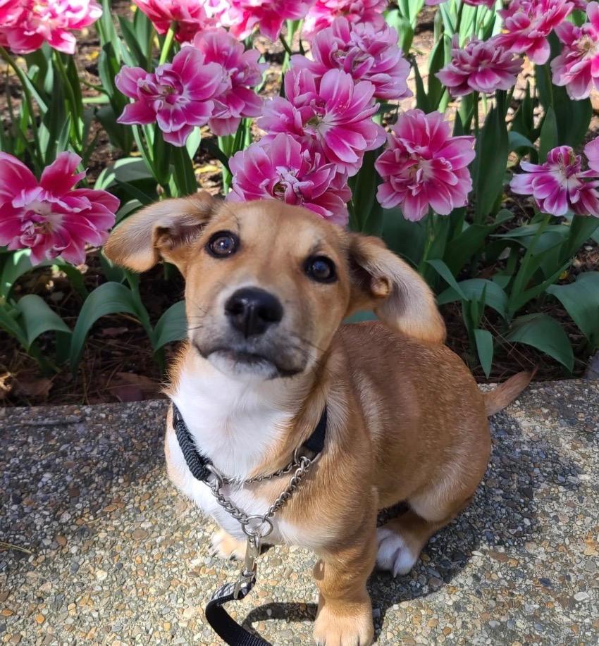 Enlarge Kiki, a Adoptable mixed breed in Hot Springs Village, AR image 4/6