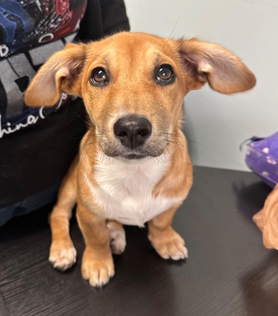 Enlarge Kiki, a Adoptable mixed breed in Hot Springs Village, AR image 5/6