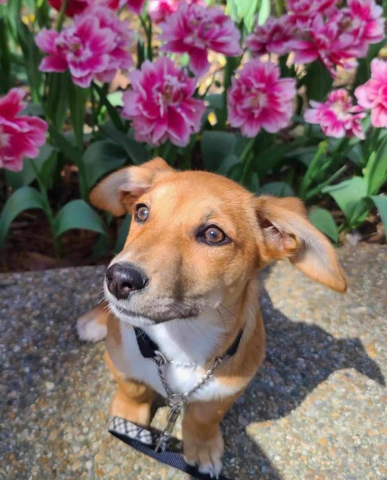 Enlarge Kiki, a Adoptable mixed breed in Hot Springs Village, AR image 6/6