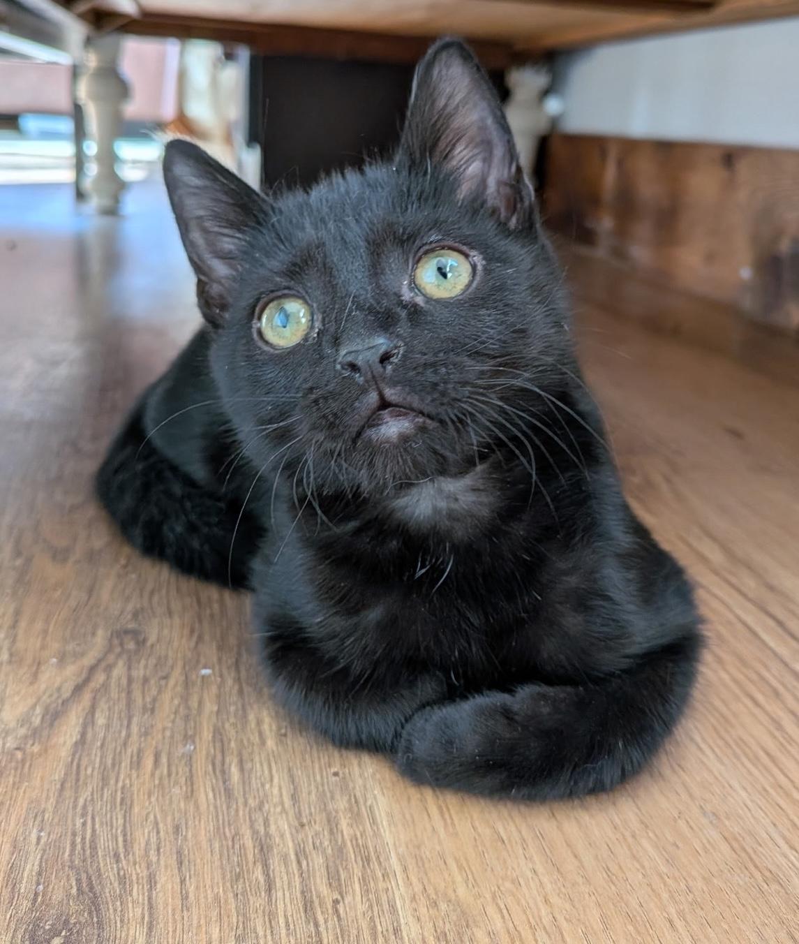 Enlarge Pax, an adopted Domestic Short Hair in Murfreesboro, TN image 3/3